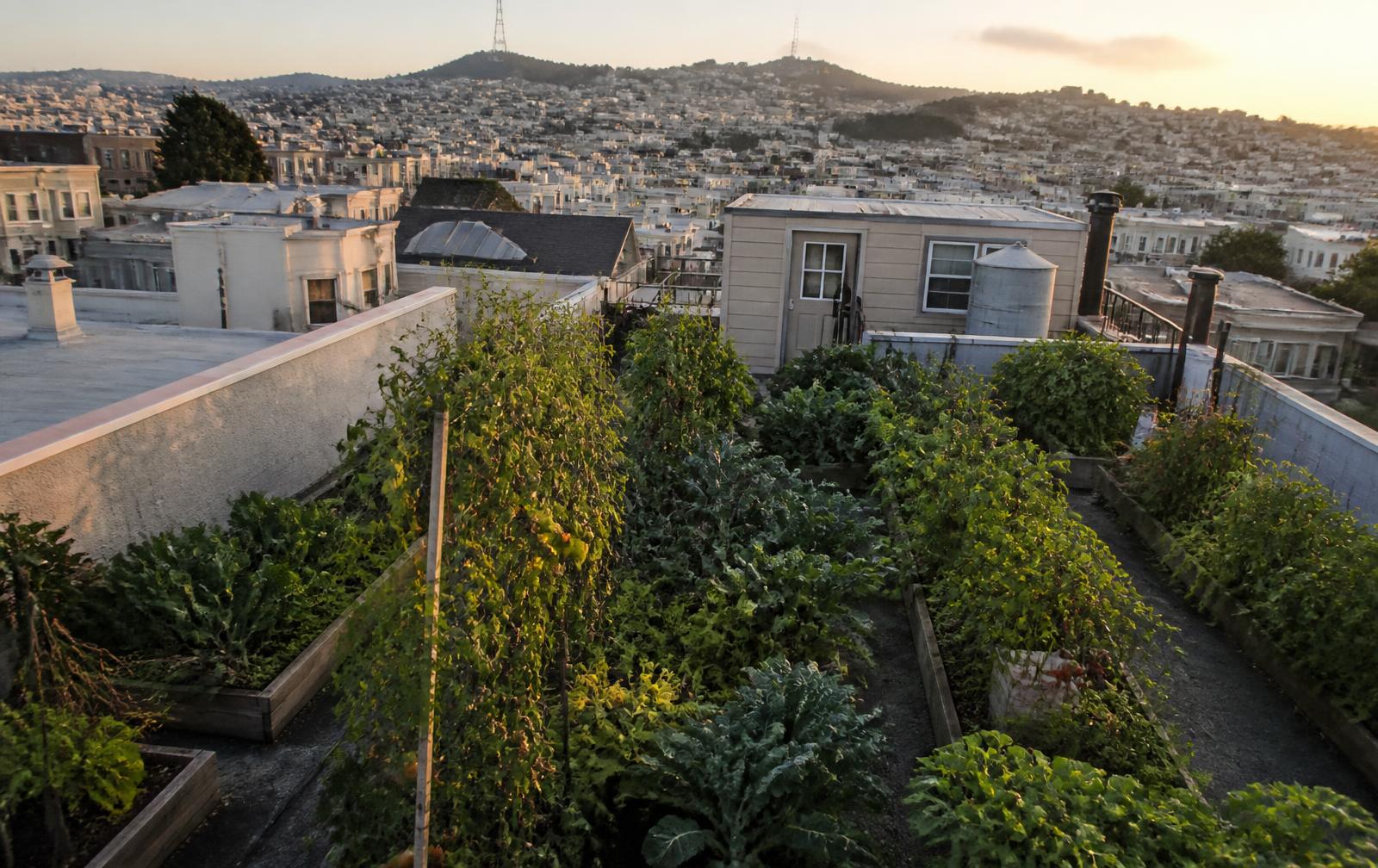 Raised beds of leafy greens and tomatoes on a San Francisco apartment rooftop at golden hour